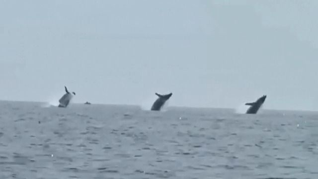 Video: Synchronizované plavání velryb. „Zážitek na celý život“